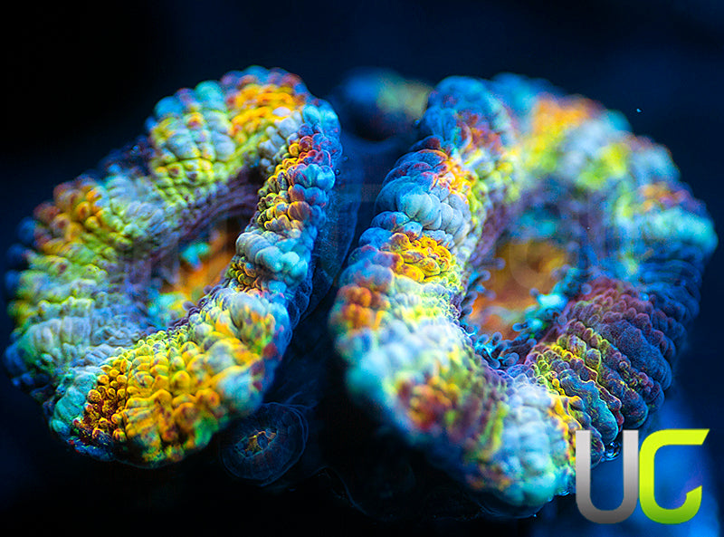 UC Dandelion Micro Lord