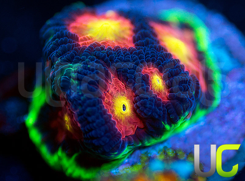 UC Ring Leader Favites