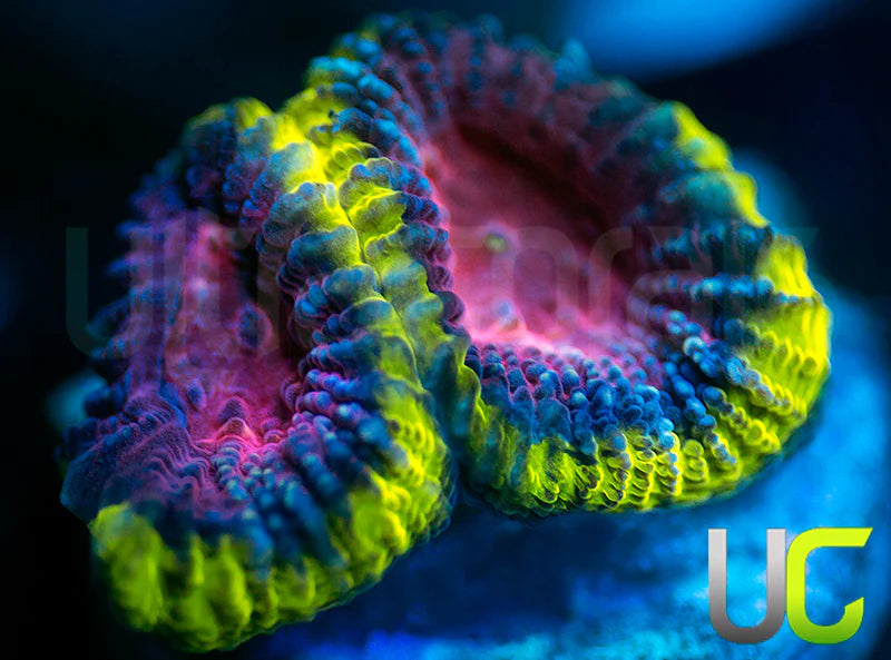 NEW RELEASE: UC Legion of Doom Favia