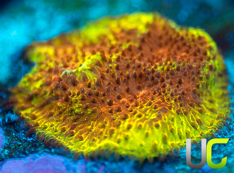 UC Mean Streak Branching Psammocora