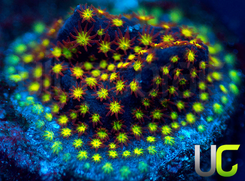 UC Flamethrower Stylo