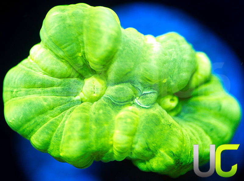 Kryptonite Candy Cane