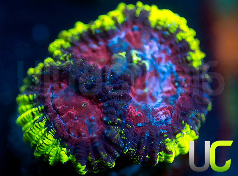 UC License to Kill Favia