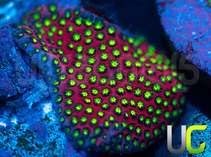 UC Raspberry Pie Stylo