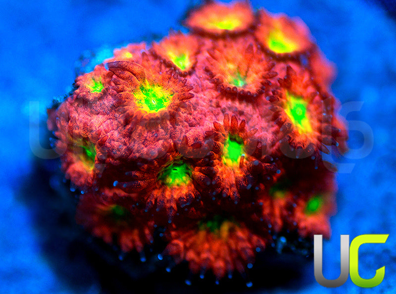 UC Sweet Tart Madracis