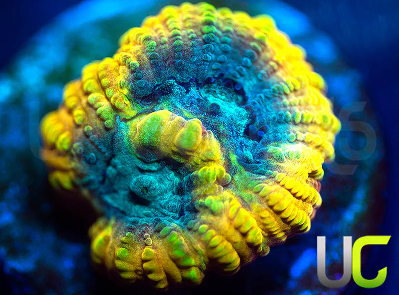 TGC Favia of the Gods