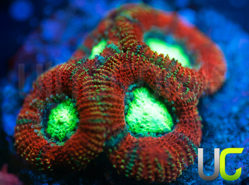 UC Blood Hunter Micro Amakusensis