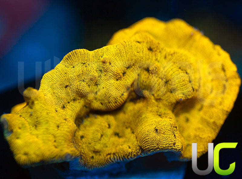 UC Golden Dragon Lepto