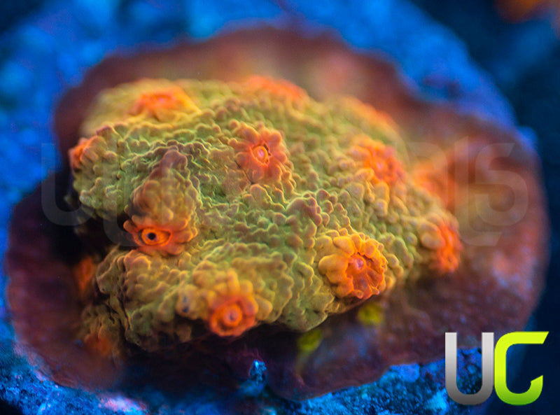 UC Jolly Roger Cyphastrea