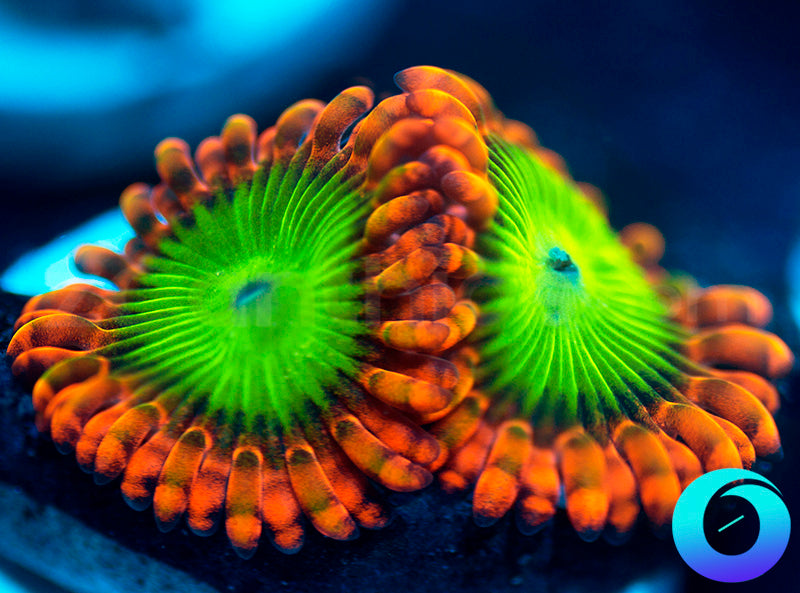 Electic Oompa Loompas