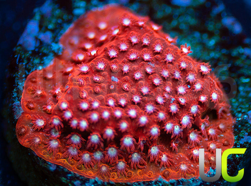 JF Scarlet Fever Stylo