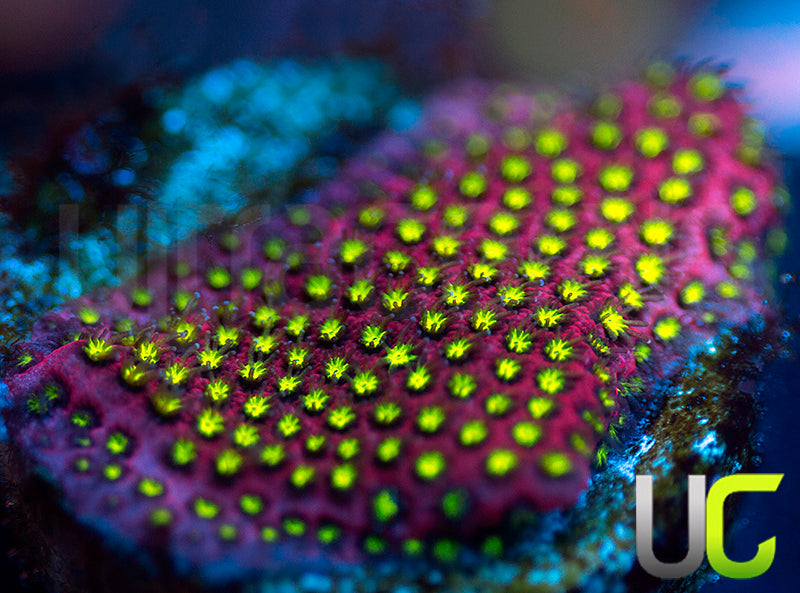 UC Raspberry Pie Stylo