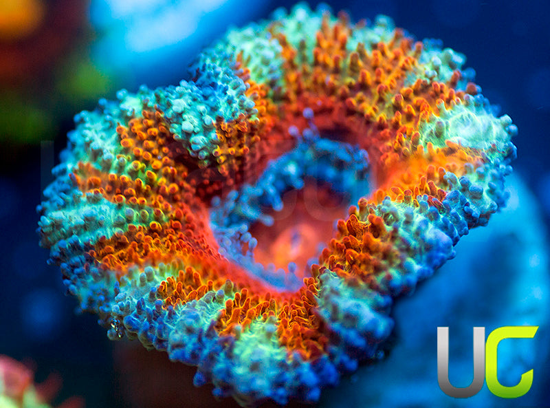 UC Sanskari Micro Lord