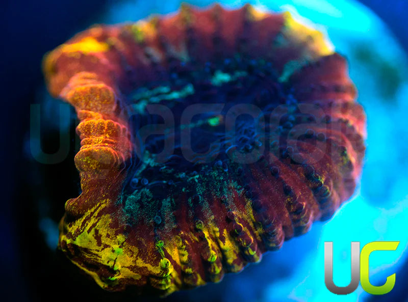 UC Yellow Submarine Favia