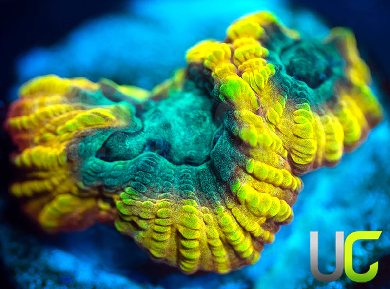 TGC Favia of the Gods