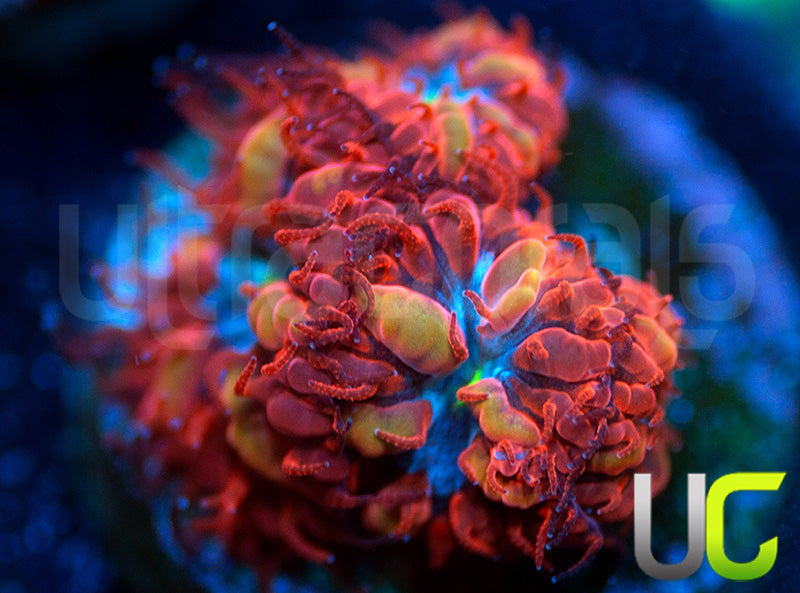 UC Blue Raven Blastos