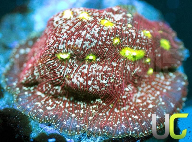 UC Red Devil Lepto