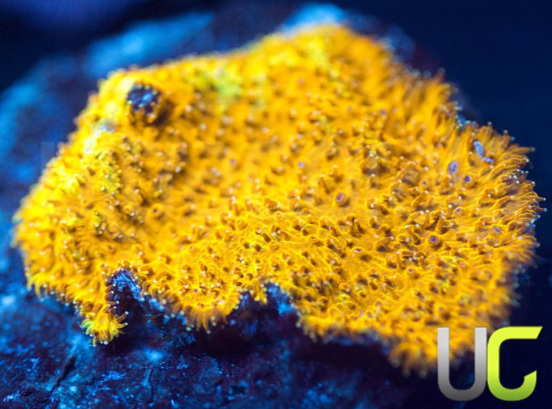 Watermelon Psammocora