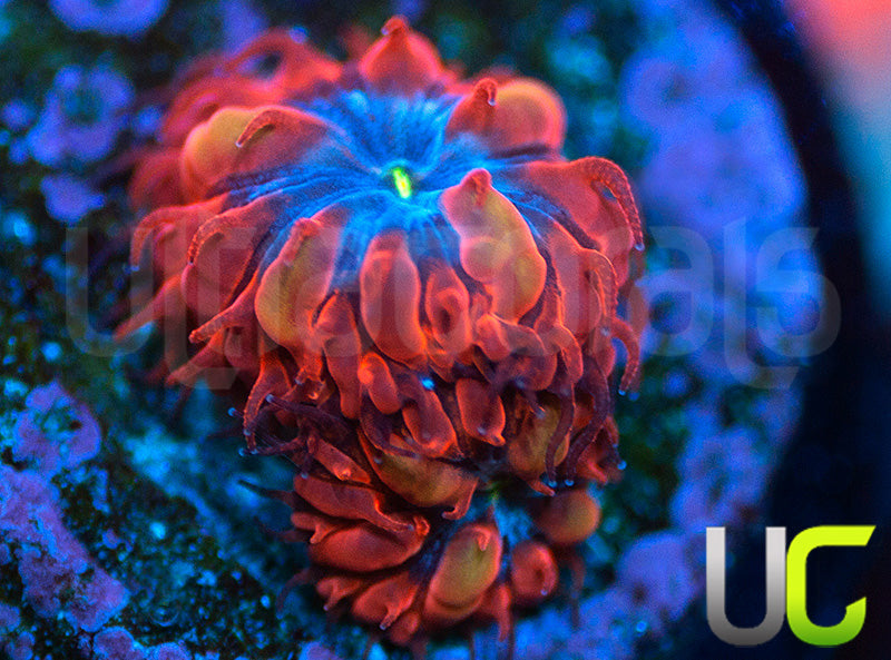 UC Blue Raven Blastos