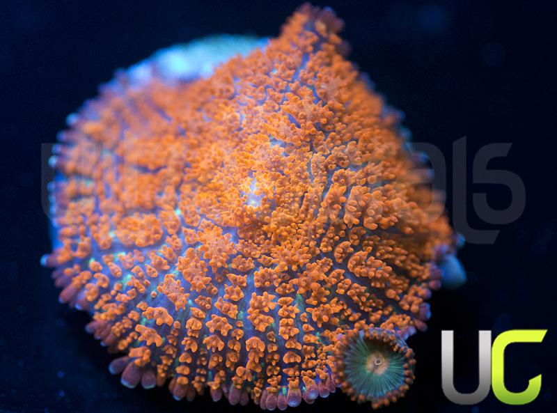 UC Forest Fire Rhodactis