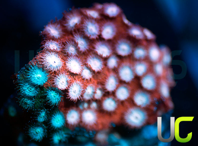 JF Fender Bender Cyphastrea