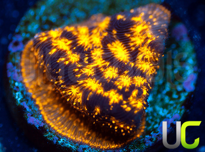 UC Blinding Lights Psammocora