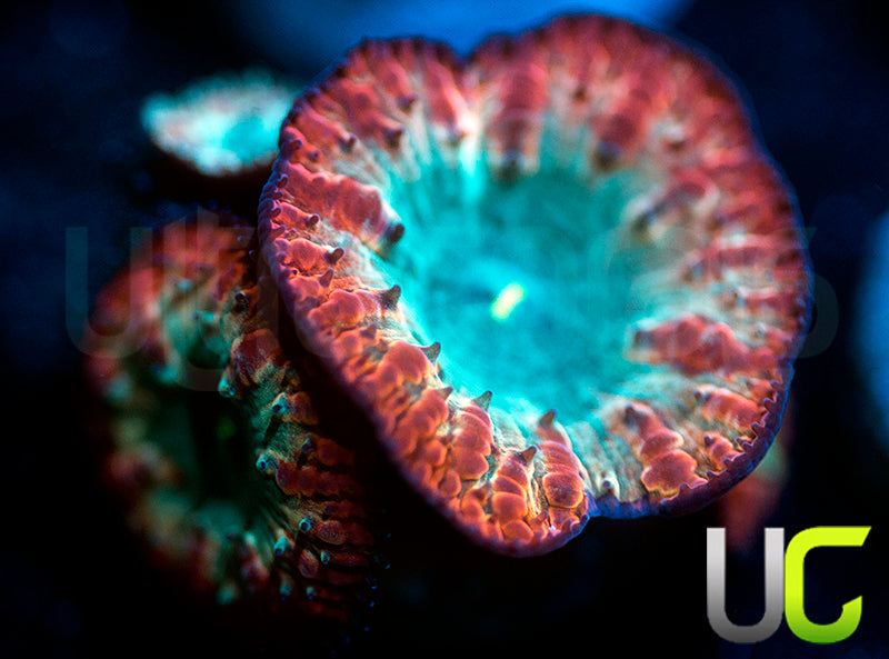 UC Home Stretch Blasto