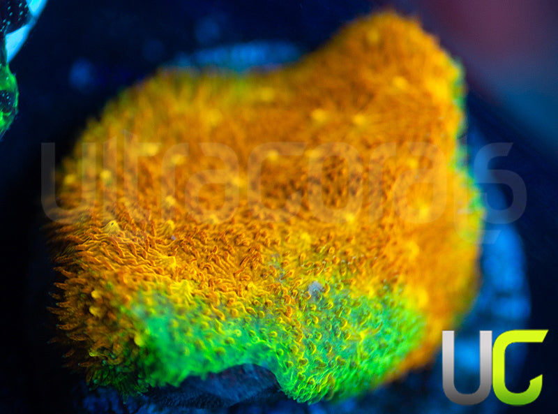 Yellow Yutz Psammocora