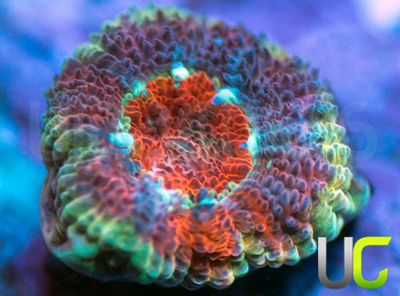 UC Limp Bizkit Micro Amakusensis