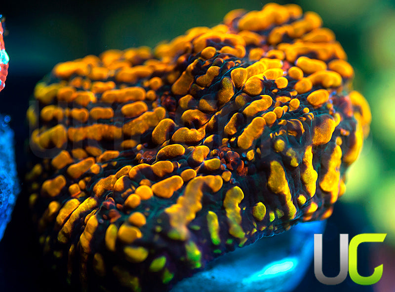 CC Cloudberries Chalice