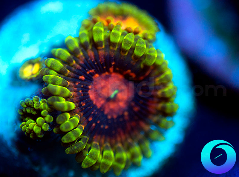 SBB Marvin the Martian