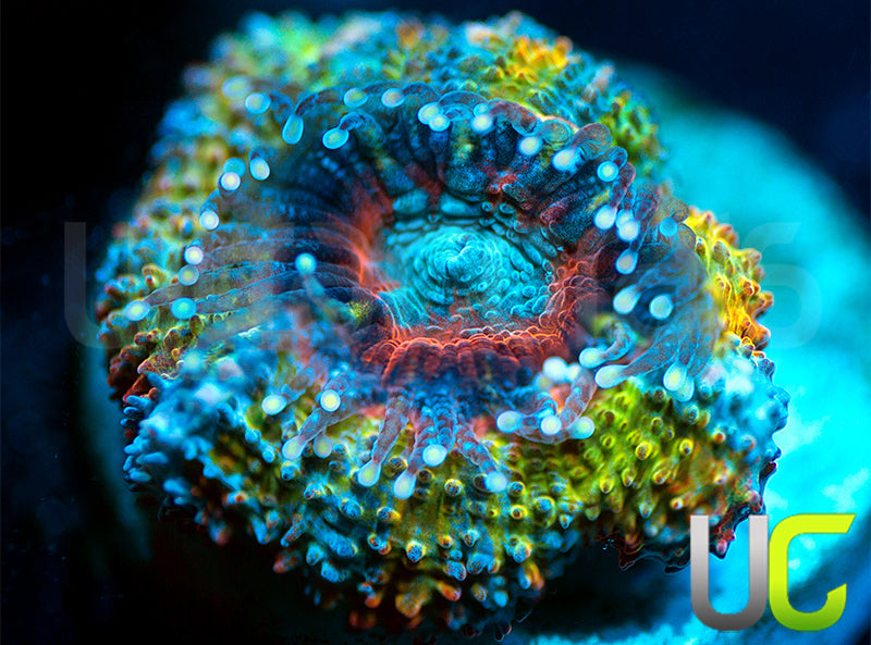 NEW RELEASE: UC Head Hunter Micro Lord