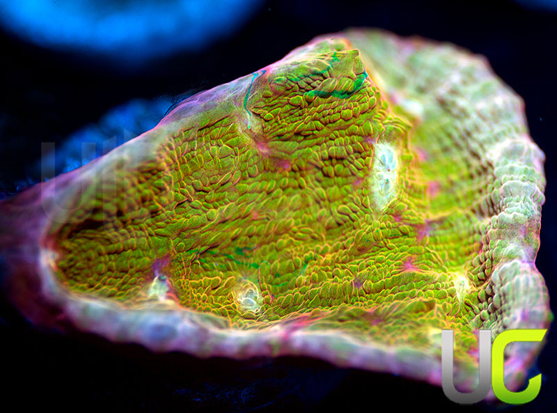 NEW RELEASE: UC Yowza Chalice