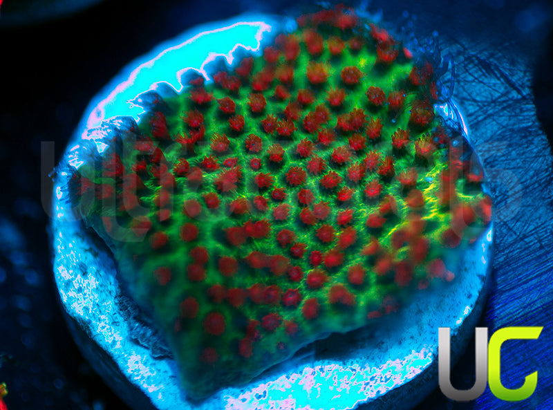 UC The Grinch Porites