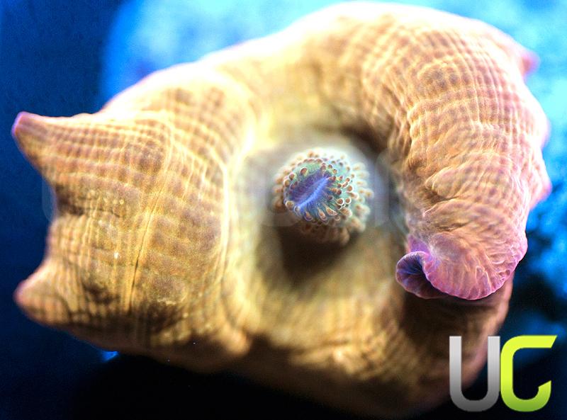 Smooth Skin Flame Mushroom