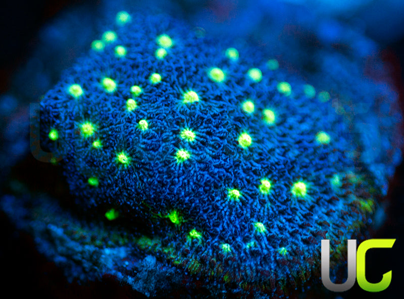 UC Nuclear Constellation Psammocora