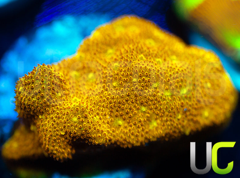 Yellow Yutz Psammocora