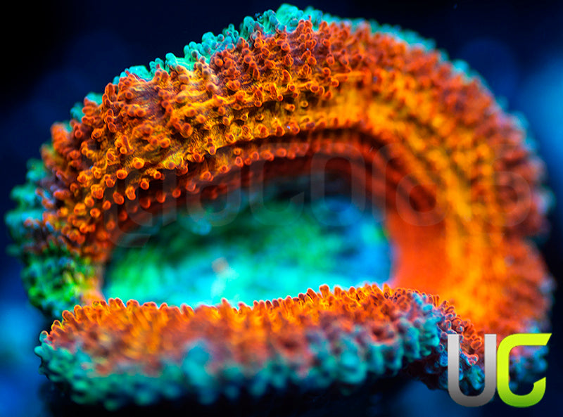 UC Blue Mystique Micro Lord