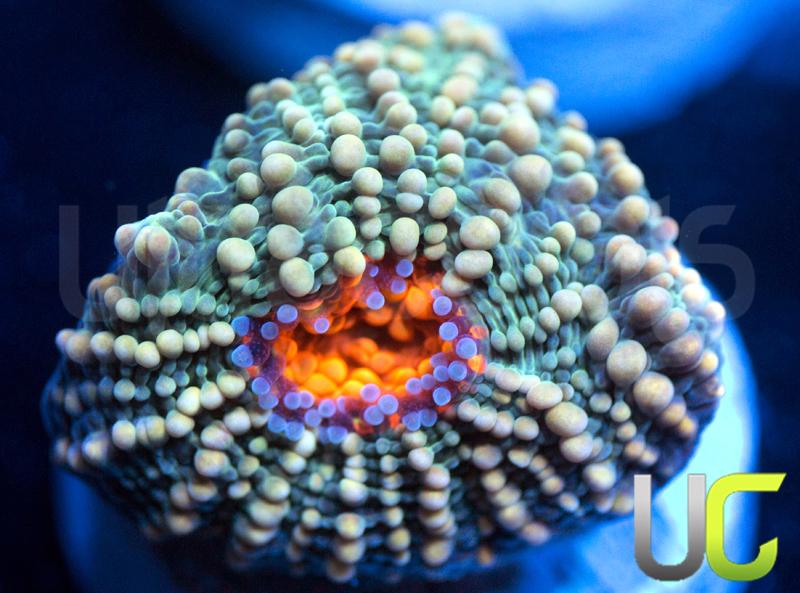 UC Wild and Woolly Echinata