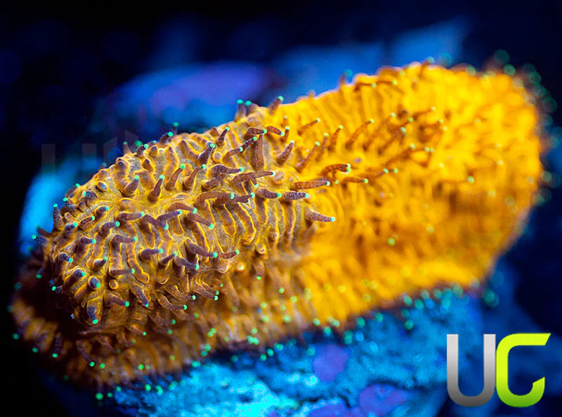 LC Grafted Tiger Litho