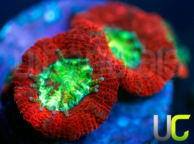 UC Dragon Slayer Micro Amakusensis