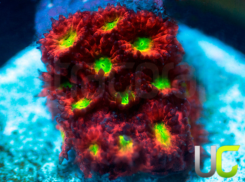 UC Sweet Tart Madracis