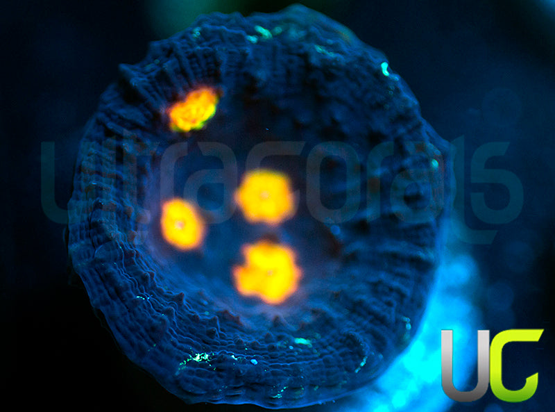 UC Tazmanian Devil Chalice