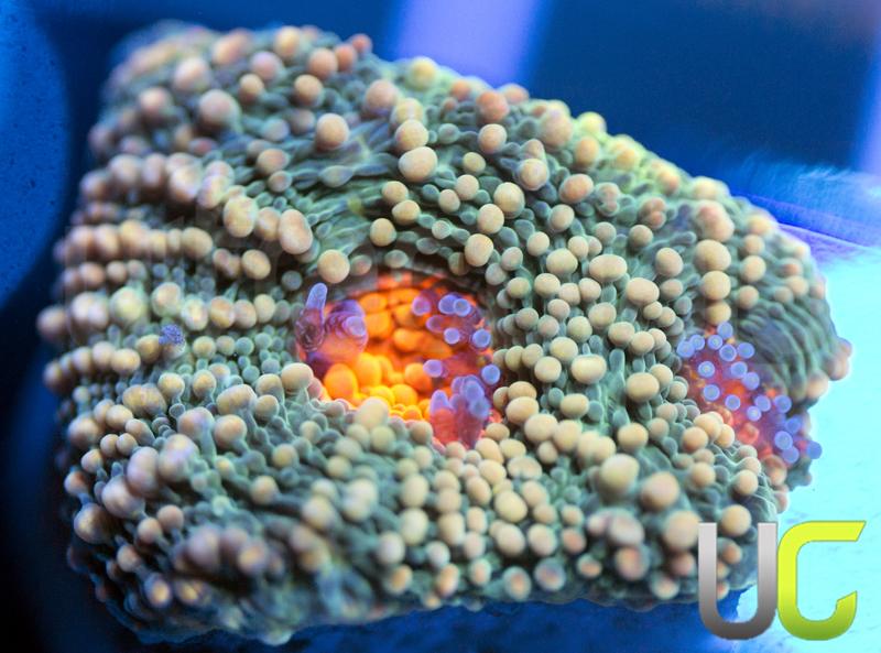 UC Wild and Woolly Echinata