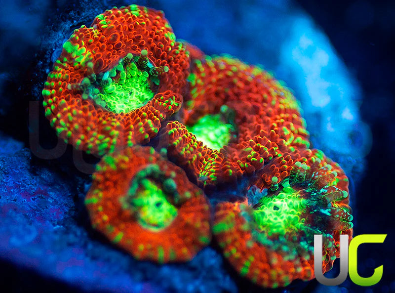 UC Blood Hunter Micromussa Amakusensis