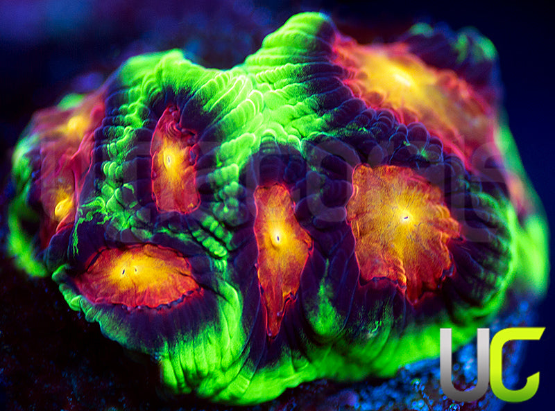 UC Ring Leader Favites