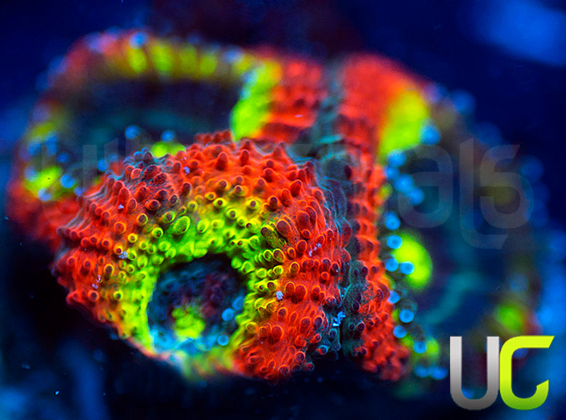 BigR Holy Grail Micro Amakusensis