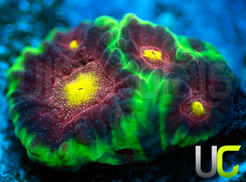 CB Tropical Thunder Favites