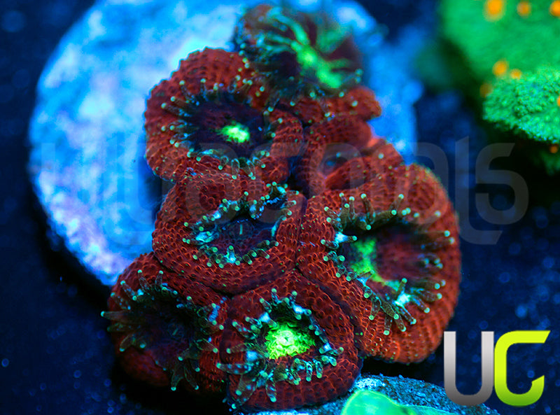 UC Blood Hunter Micro Amakusensis