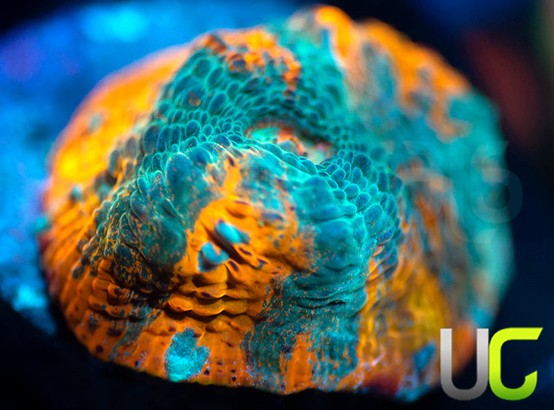 UC Blue Legion Chalice